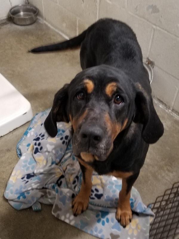 Enlarge ELLY MAY, a Adoptable Black and Tan Coonhound in Louisville, KY image 1/1