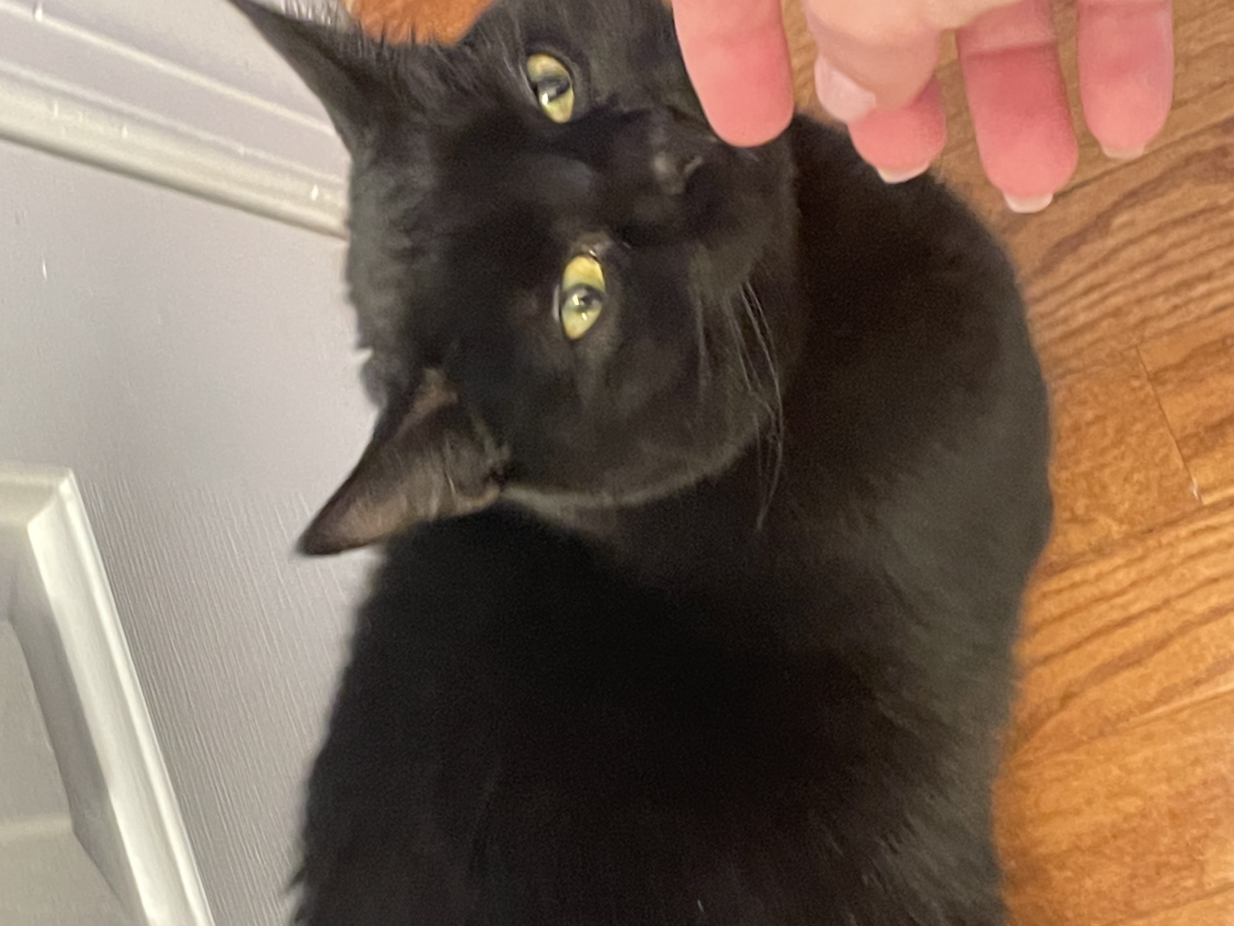 Izzy