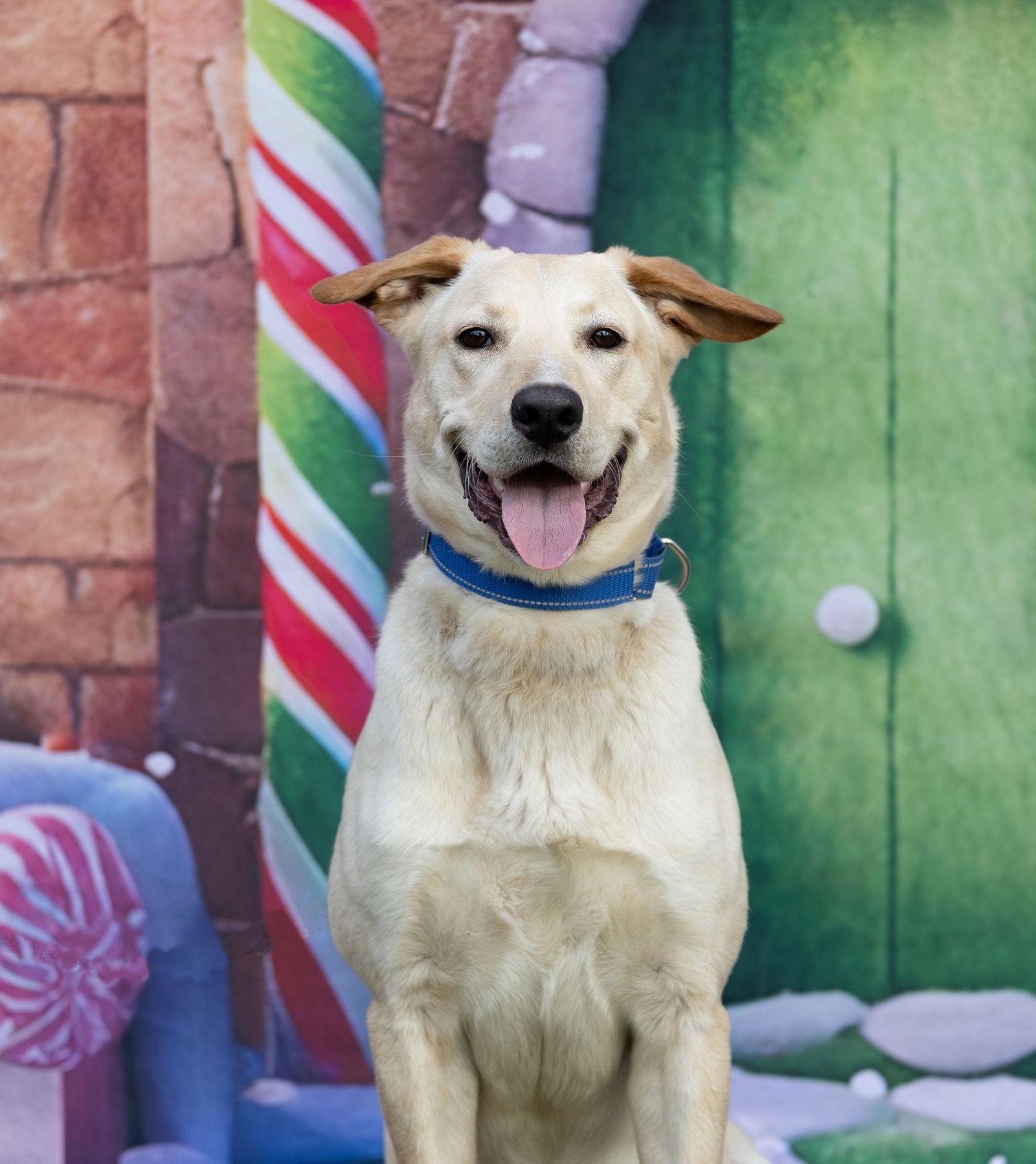 Benji, a Adopted Yellow Labrador Retriever in Munford, TN image 1/3