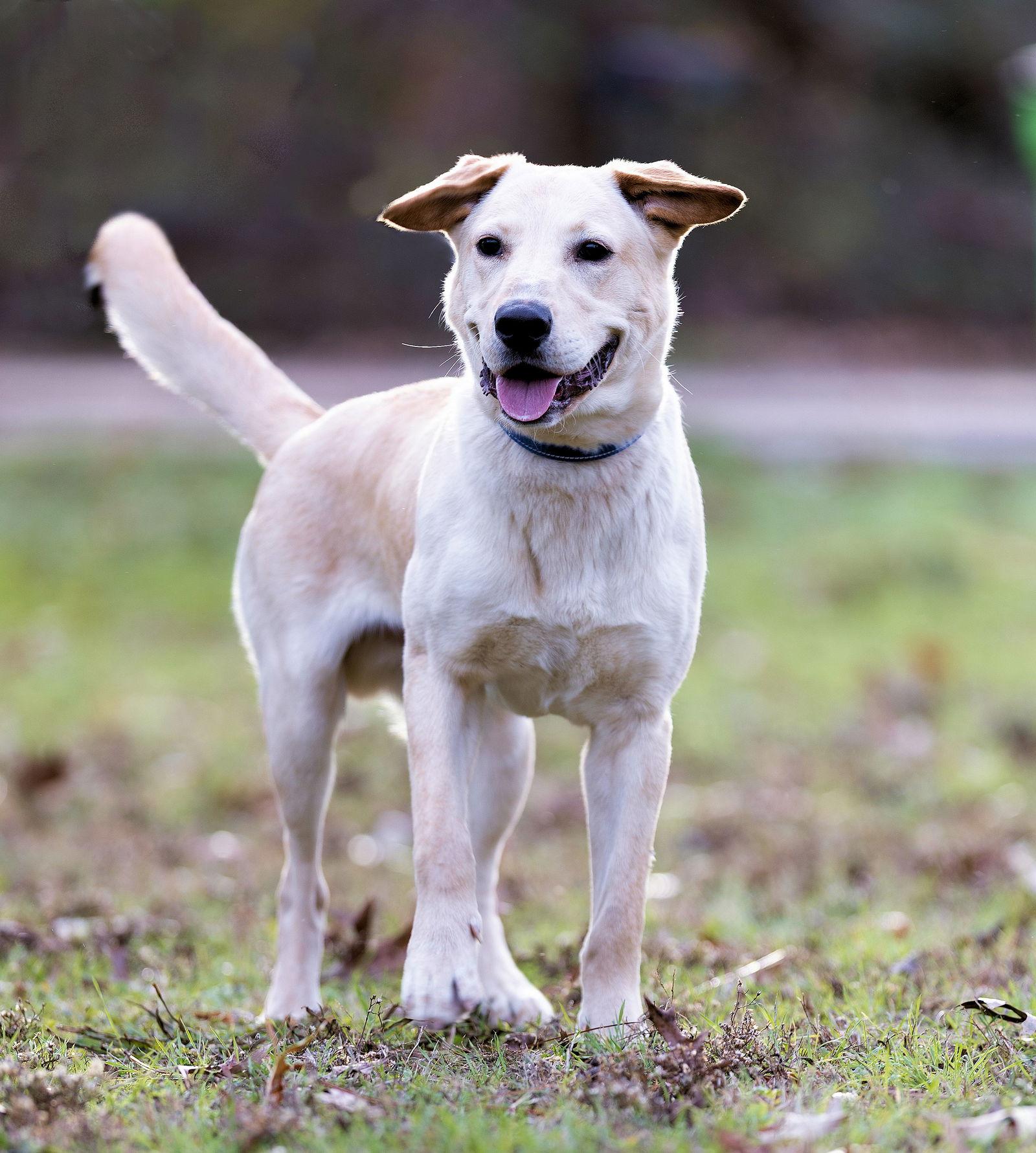 Benji, a Adopted Yellow Labrador Retriever in Munford, TN image 2/3