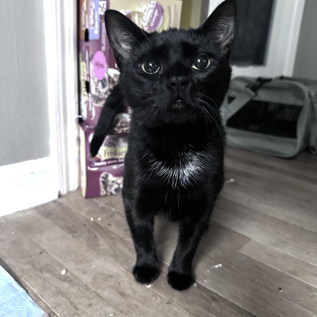 Patty, Adoptable, Young Female Domestic Short Hair.