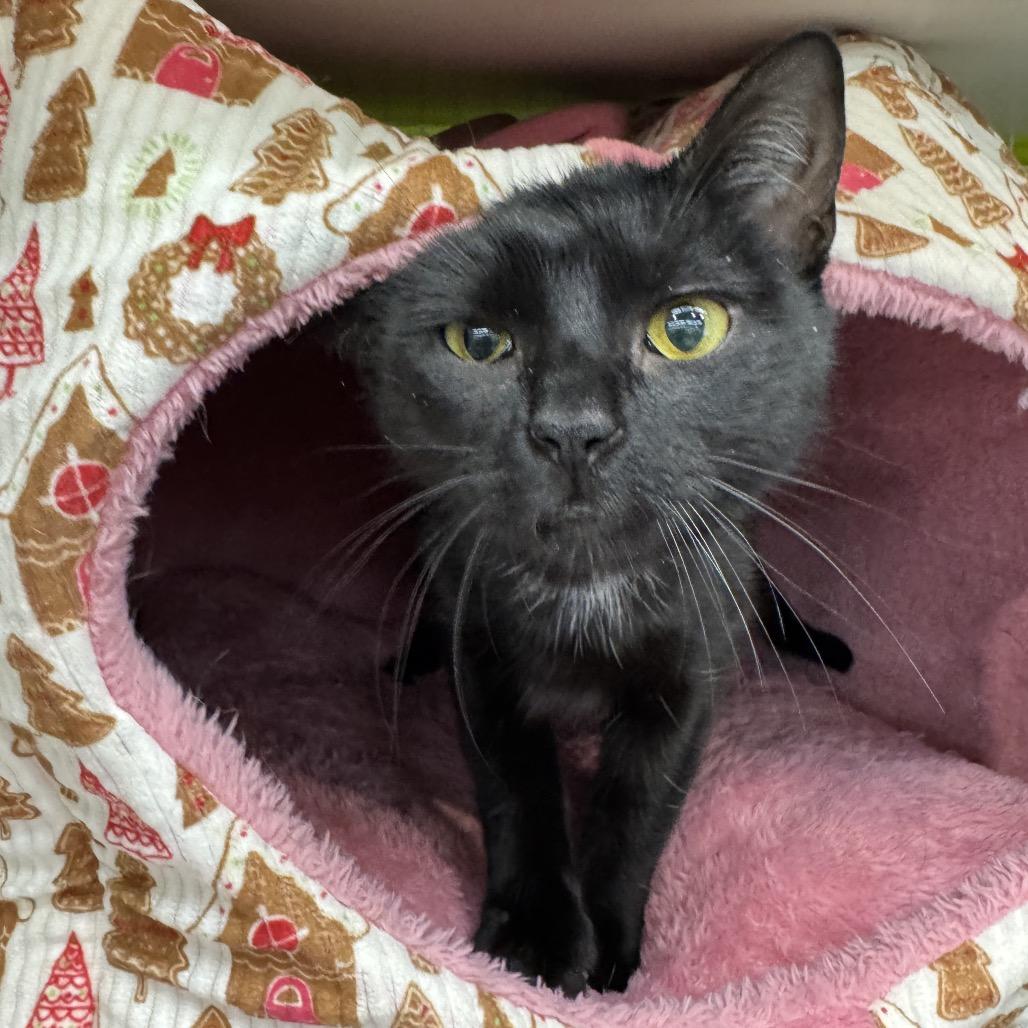 Patty, Adoptable, Young Female Domestic Short Hair.