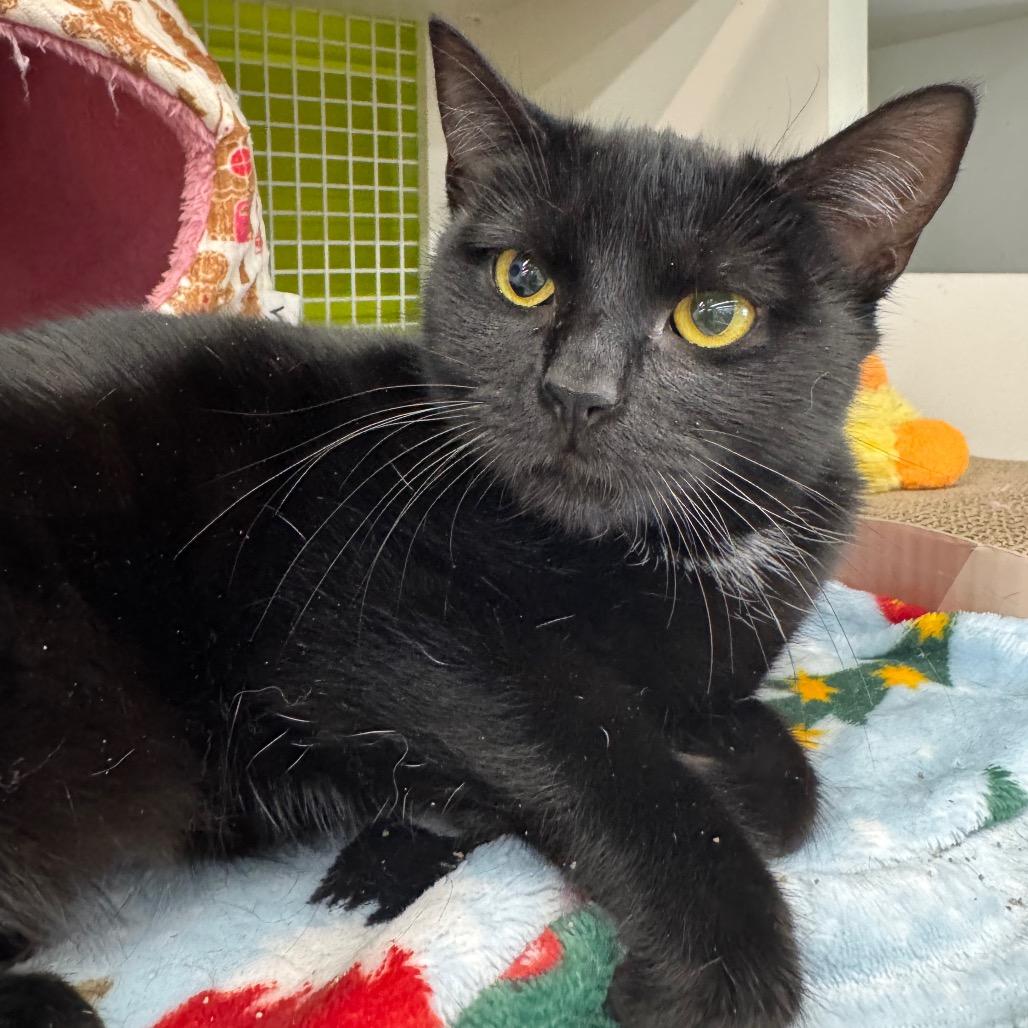 Enlarge Patty, a Adoptable Domestic Short Hair in La Grange, KY image 2/4