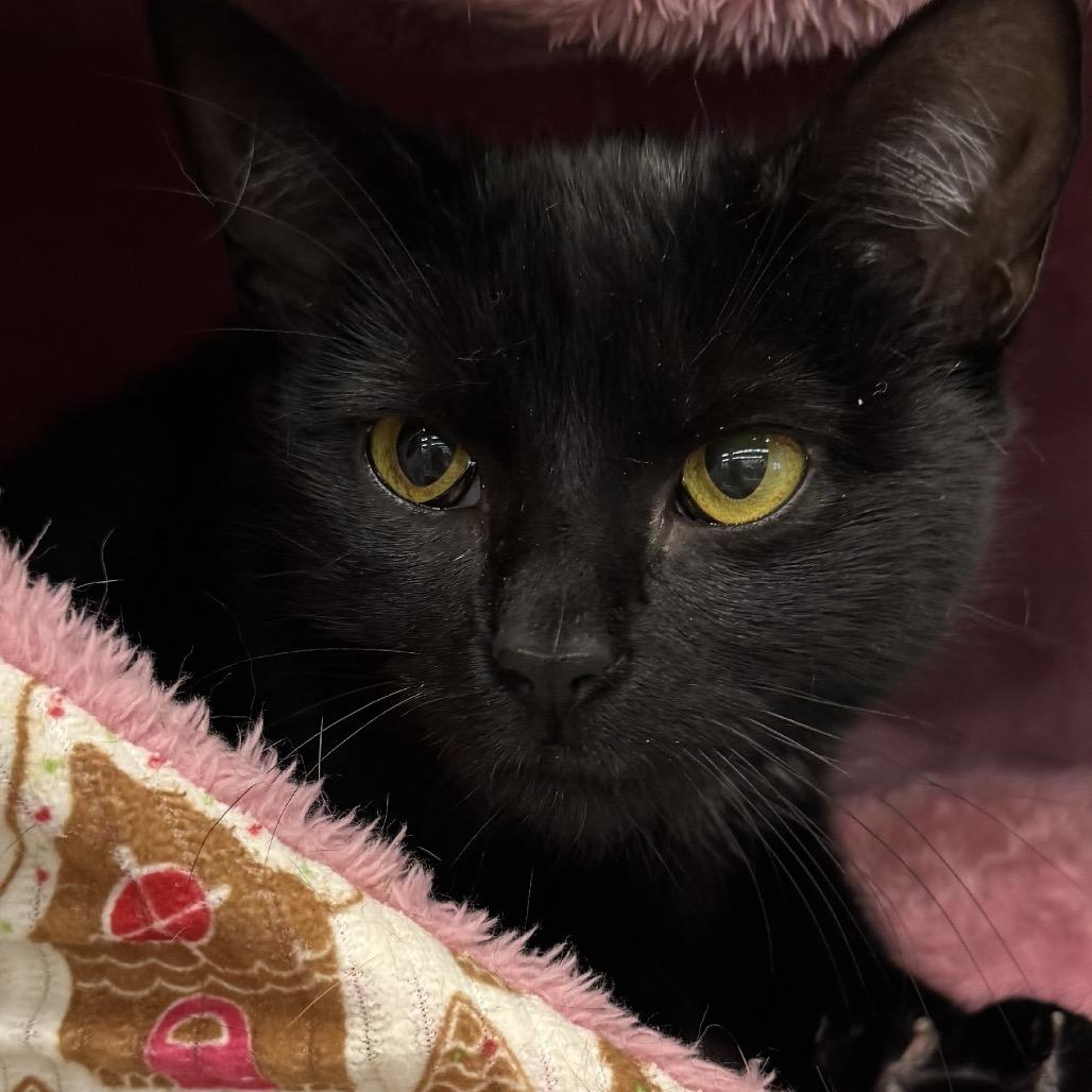 Enlarge Patty, a Adoptable Domestic Short Hair in La Grange, KY image 2/3