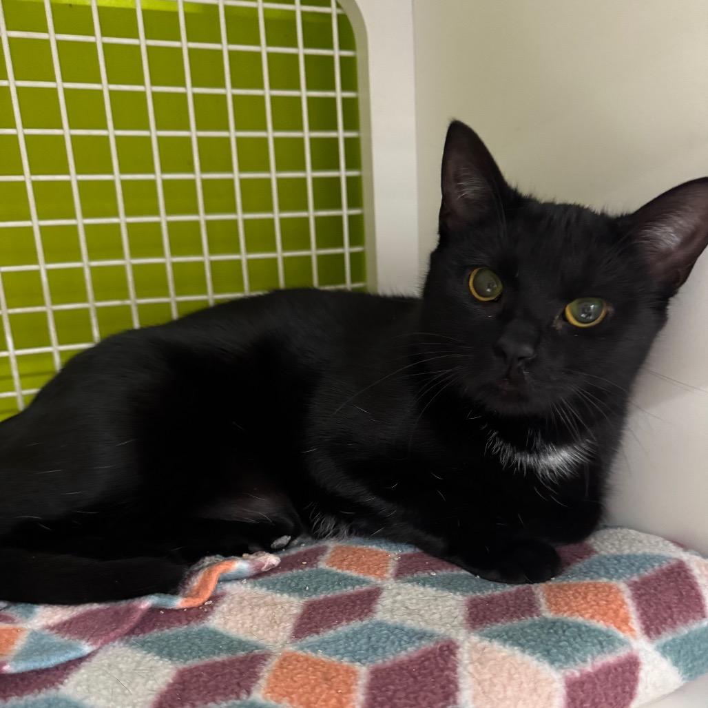 Enlarge Patty, a Adoptable Domestic Short Hair in La Grange, KY image 4/5