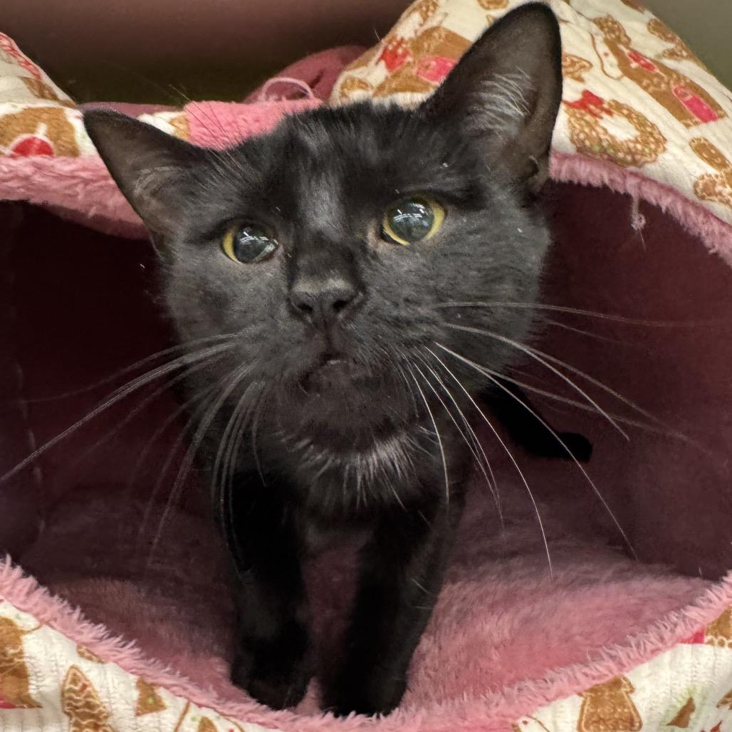 Enlarge Patty, a Adoptable Domestic Short Hair in La Grange, KY image 3/3