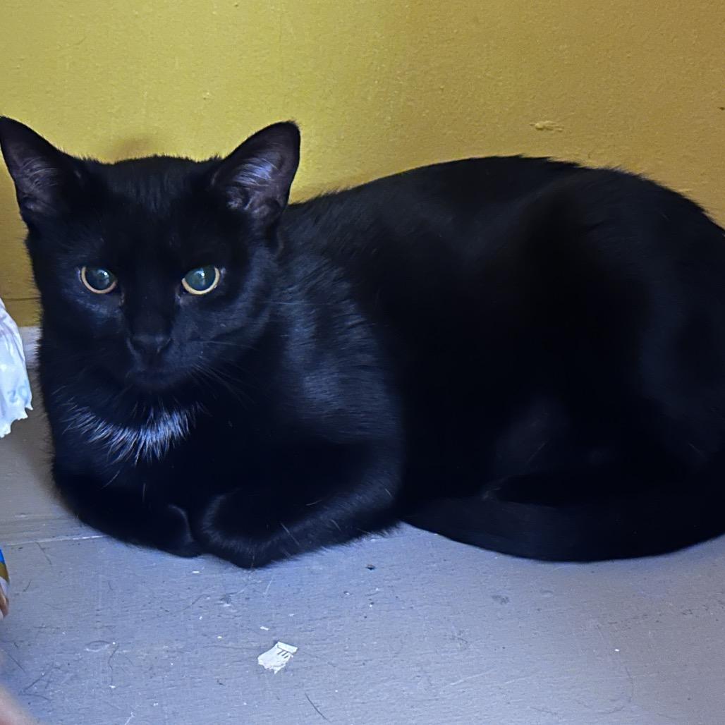 Enlarge Patty, a Adoptable Domestic Short Hair in La Grange, KY image 6/6