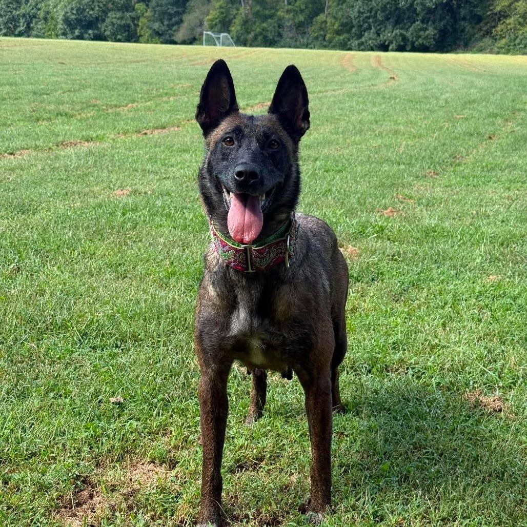 Enlarge Moira (Mama), a Adopted mixed breed in Overland Park, KS image 1/5