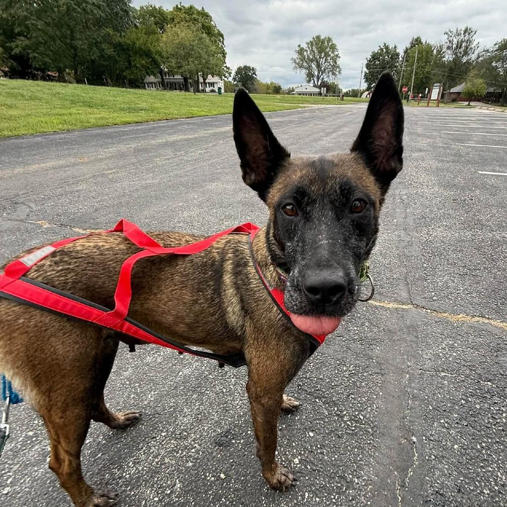 Enlarge Moira (Mama), a Adopted mixed breed in Overland Park, KS image 2/5