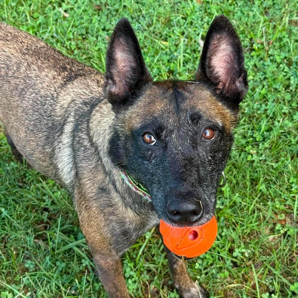 Enlarge Moira (Mama), a Adopted mixed breed in Overland Park, KS image 4/5