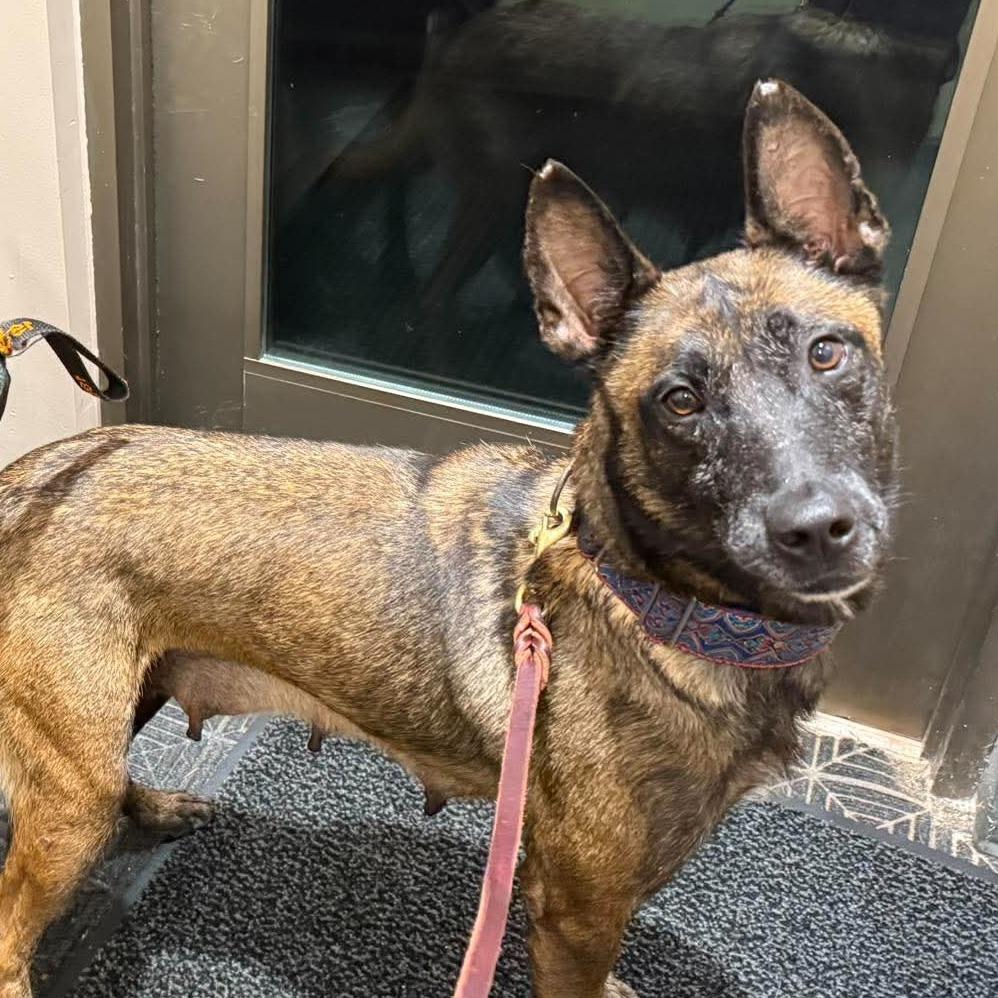 Enlarge Moira (Mama), a Adopted mixed breed in Overland Park, KS image 5/5