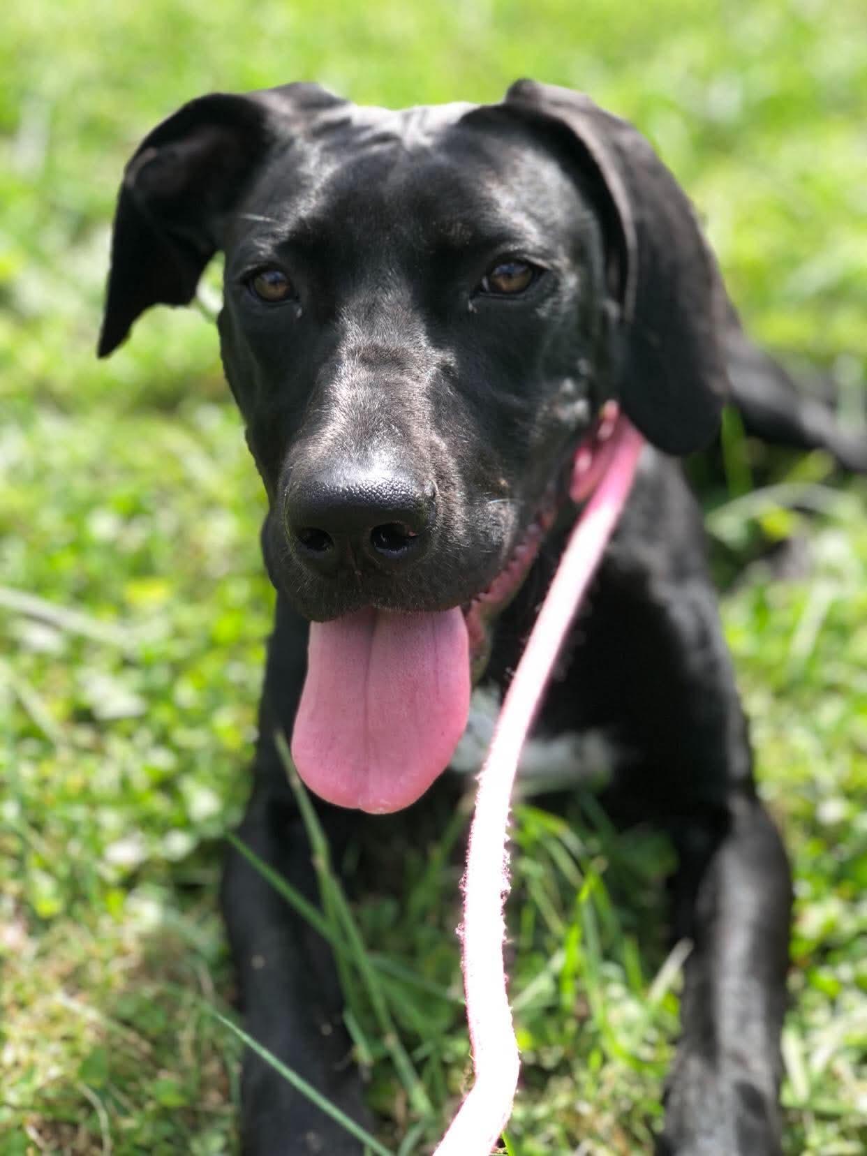 Junie, Adoptable, Young Female Great Dane & Mountain Cur.