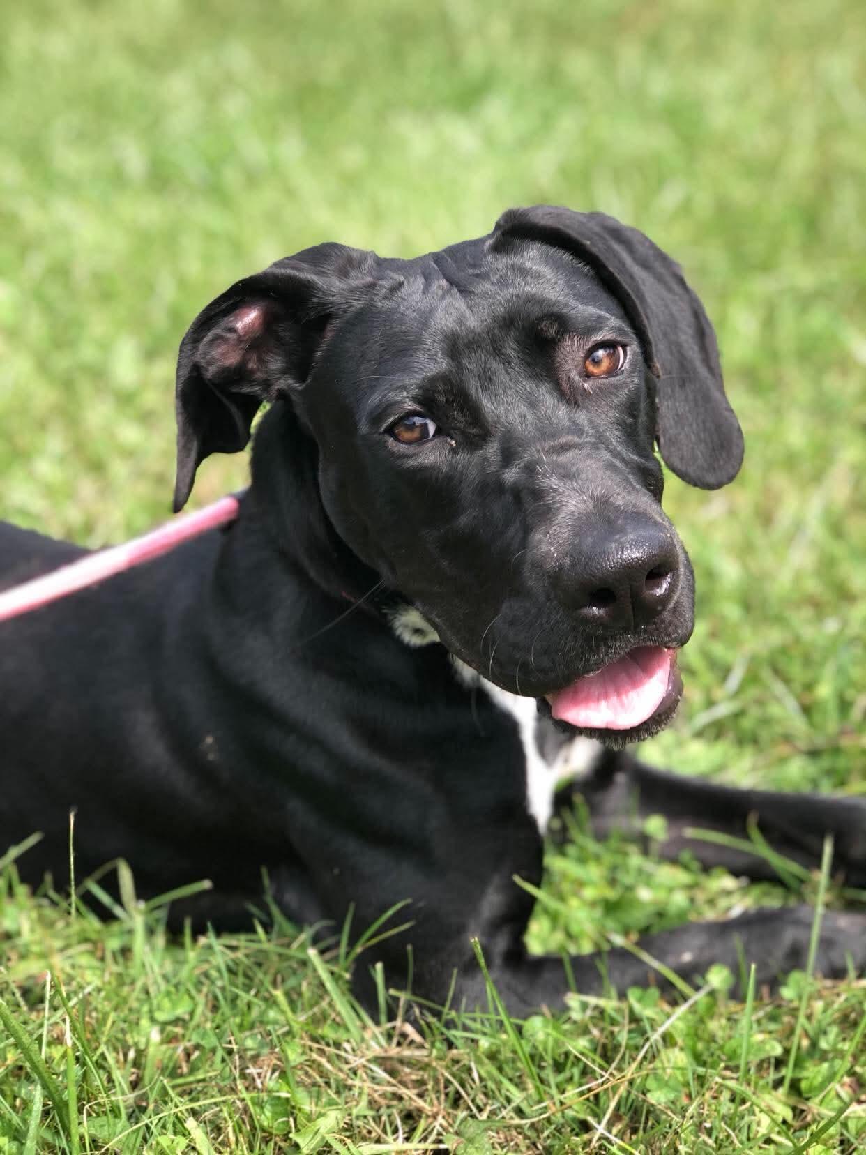 Enlarge Junie, a Adoptable mixed breed in Elkins, WV image 2/3