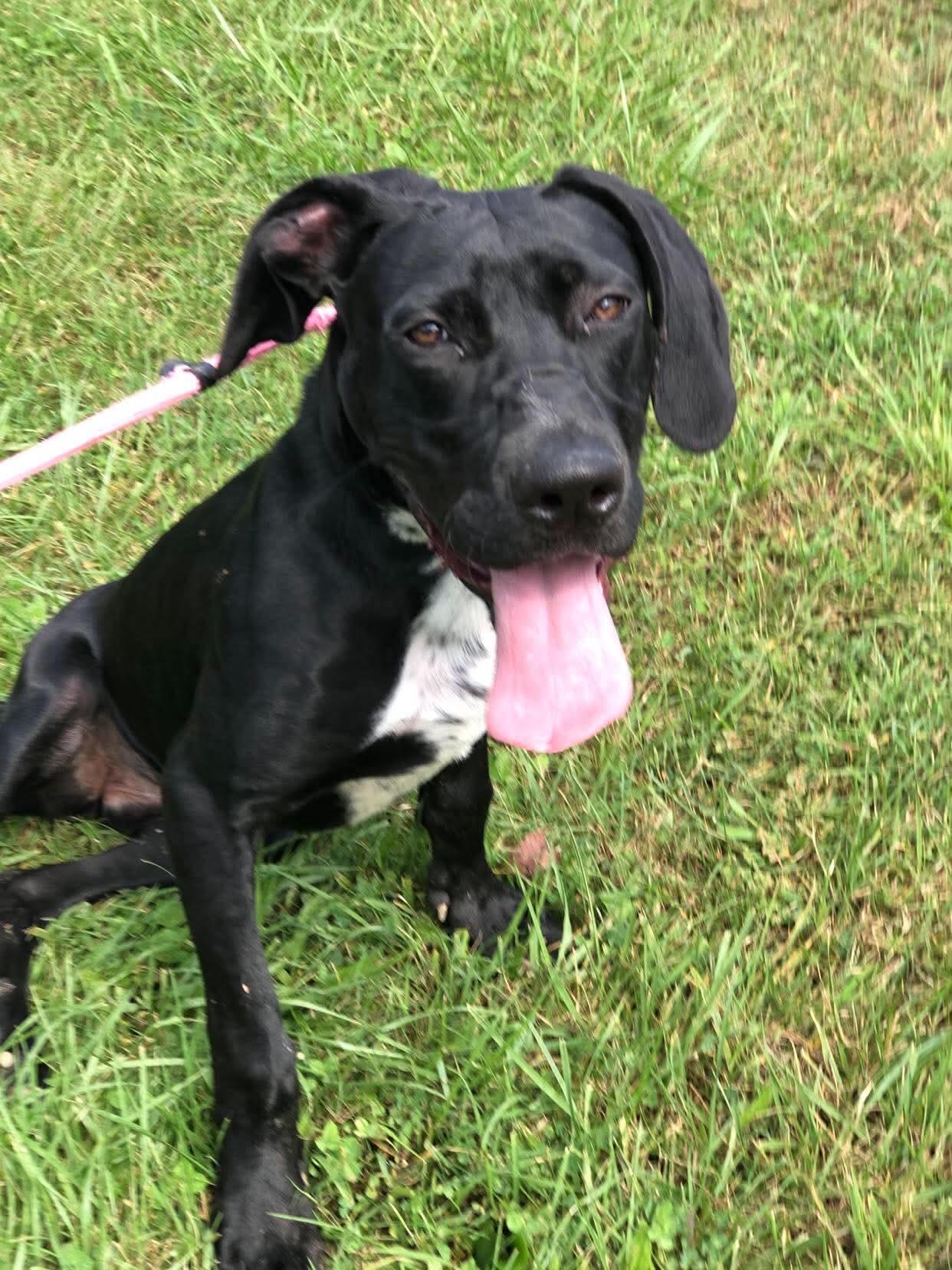 Enlarge Junie, a Adoptable mixed breed in Elkins, WV image 3/3