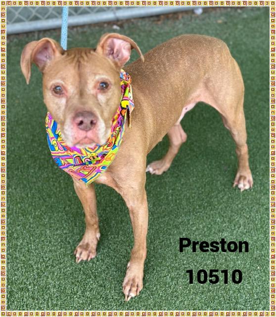 PRESTON