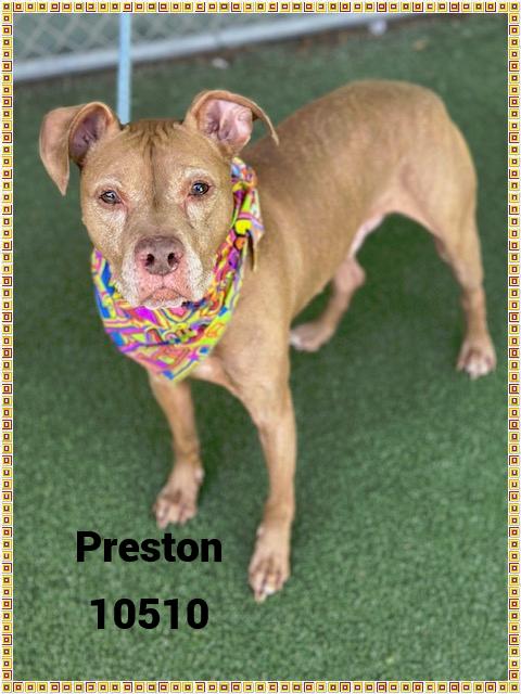 PRESTON