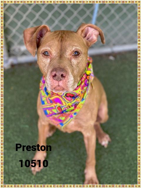 PRESTON