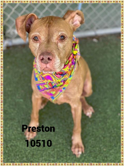 PRESTON