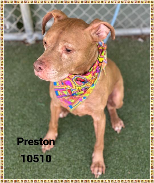 PRESTON