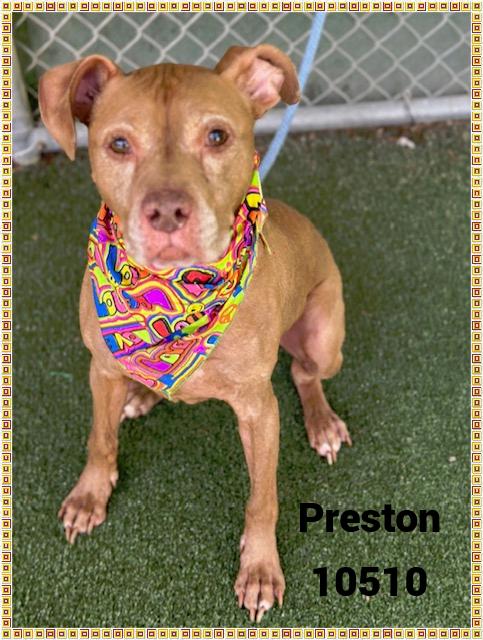 PRESTON