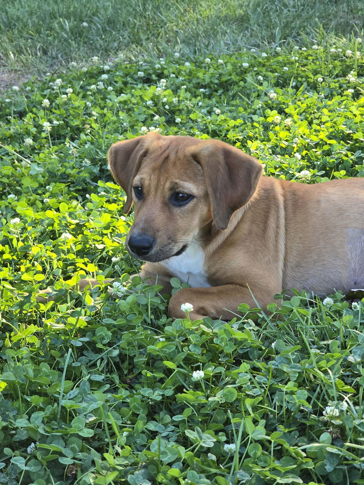 Winnie, Adopted, Puppy Female Hound.
