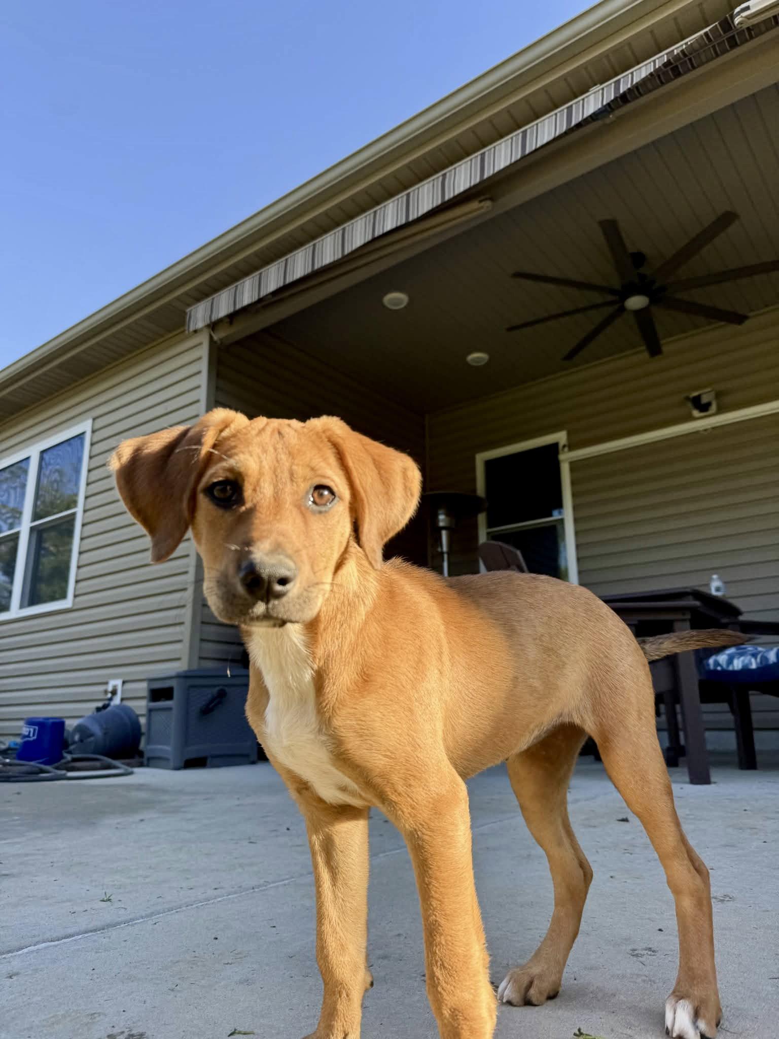 Enlarge Winnie, a Adopted Hound in Barnhart, MO image 2/3