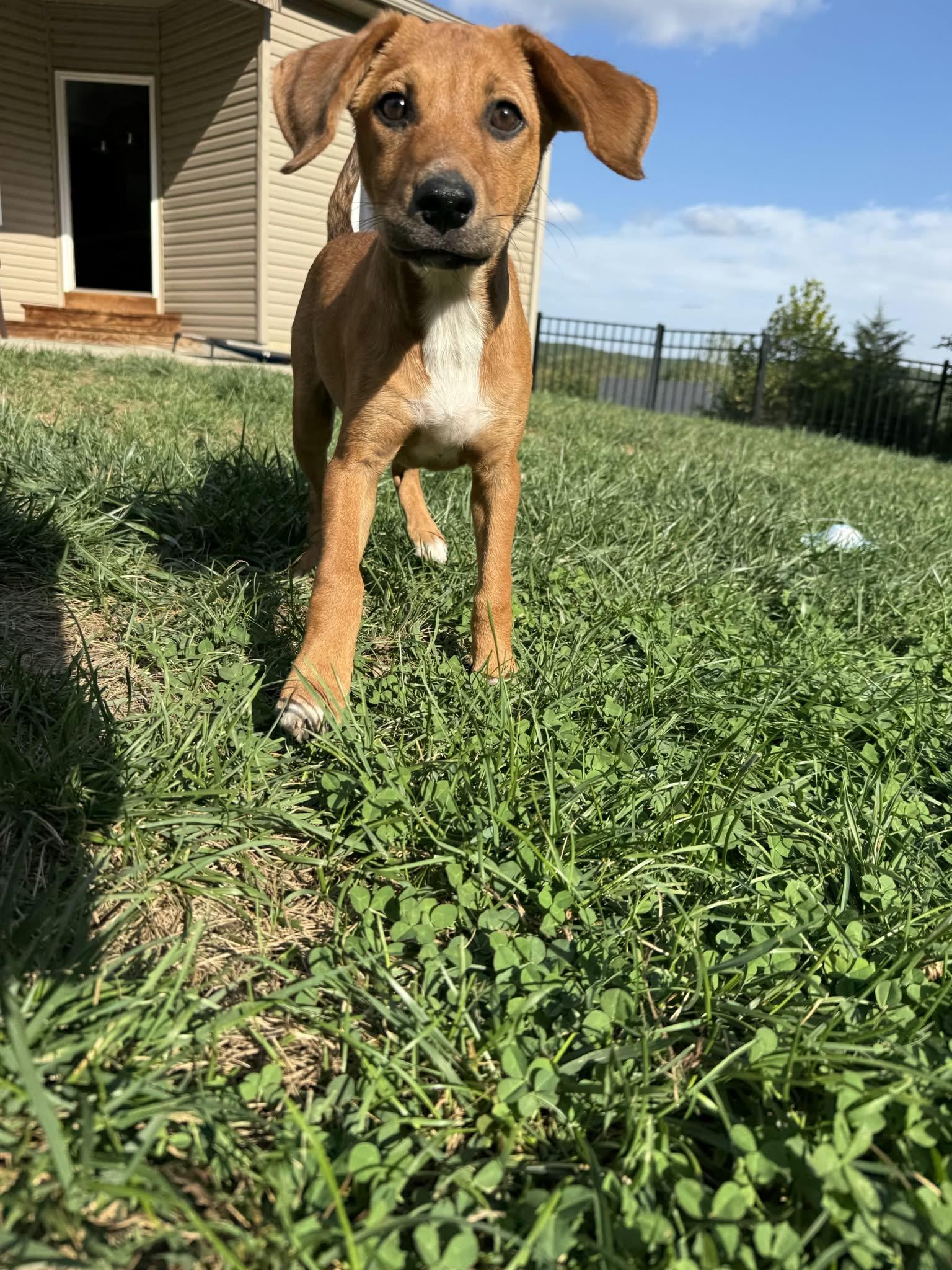 Enlarge Winnie, a Adopted Hound in Barnhart, MO image 3/3