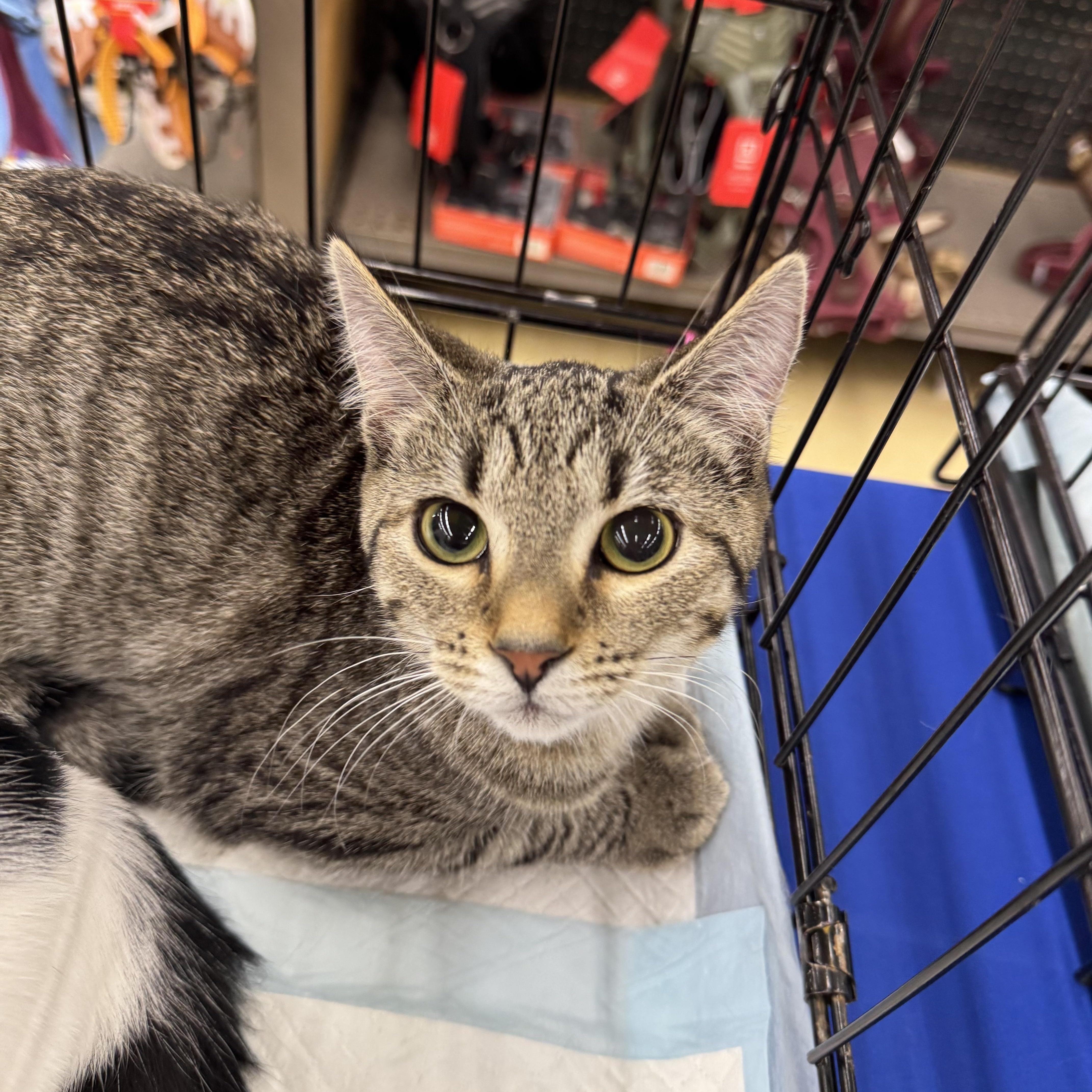 Q-tip, Adoptable, Adult Female Domestic Short Hair.