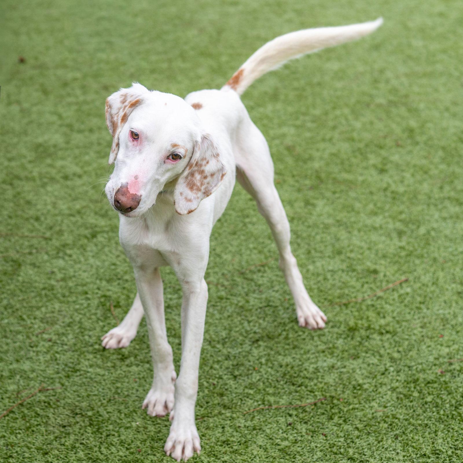 Dino, Adoptable, Adult Male Hound.