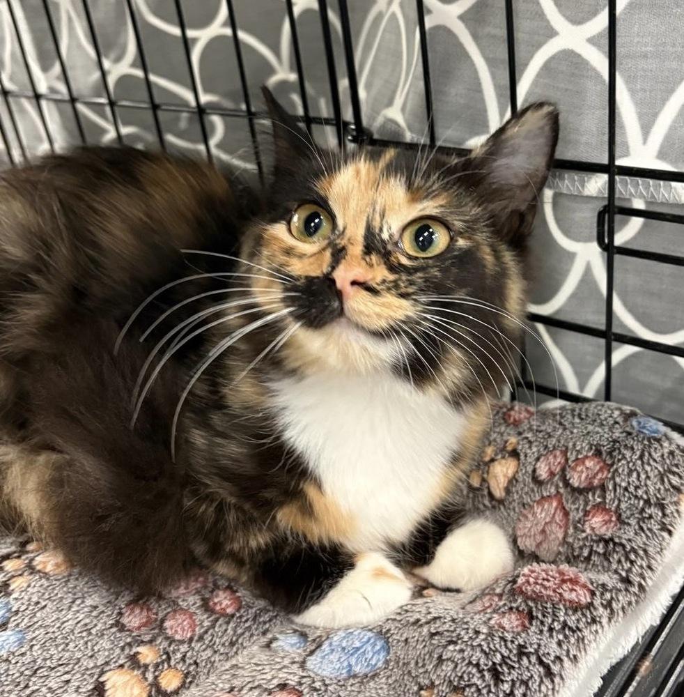 Clover, Adoptable, Kitten Female Domestic Medium Hair.