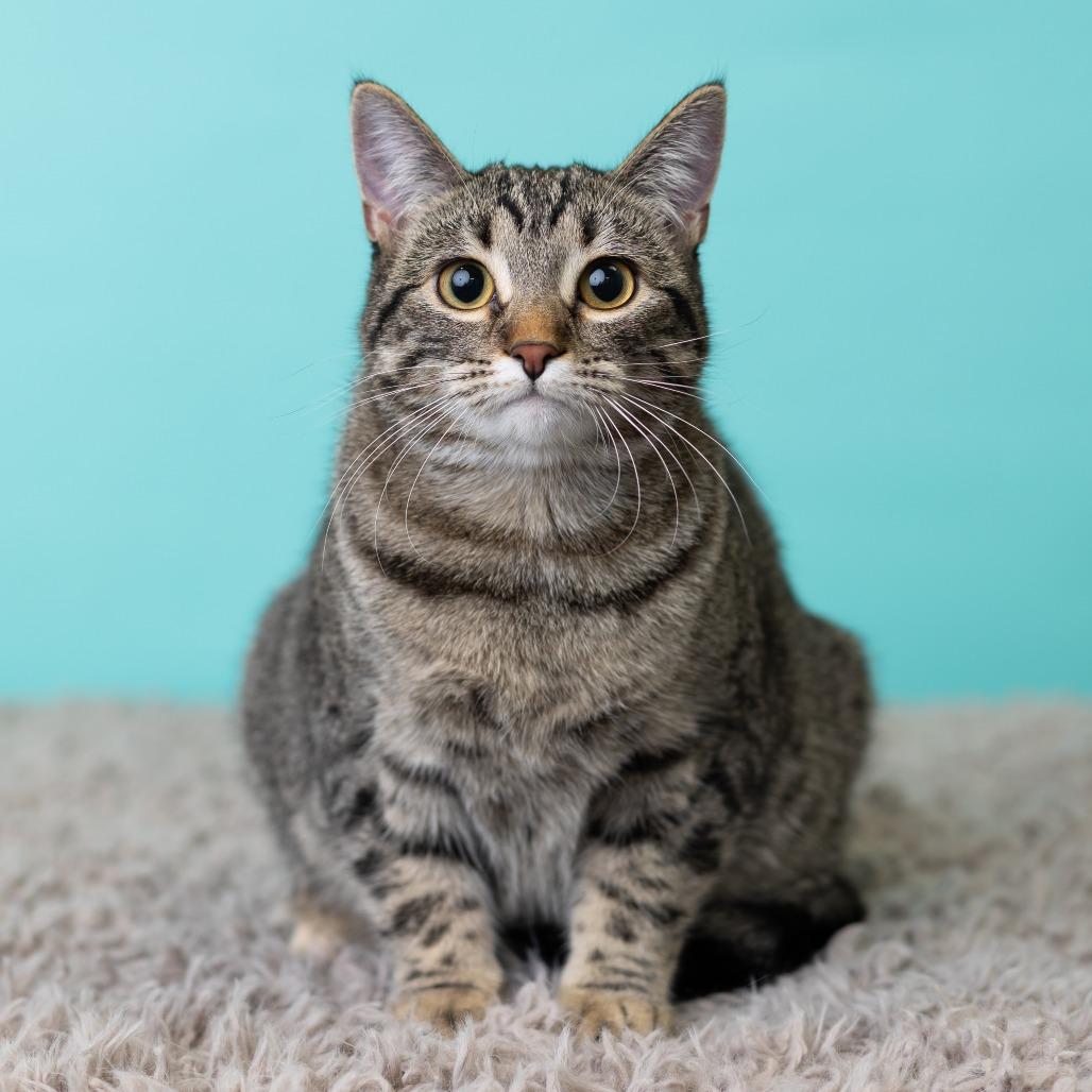 Enlarge Megan Morgan, a Adoptable Domestic Short Hair in St. Paul, MN image 1/6