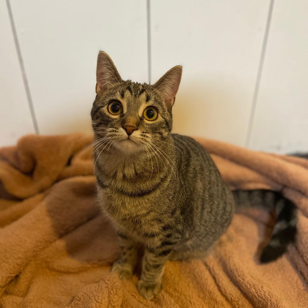 Enlarge Megan Morgan, a Adoptable Domestic Short Hair in St. Paul, MN image 2/6