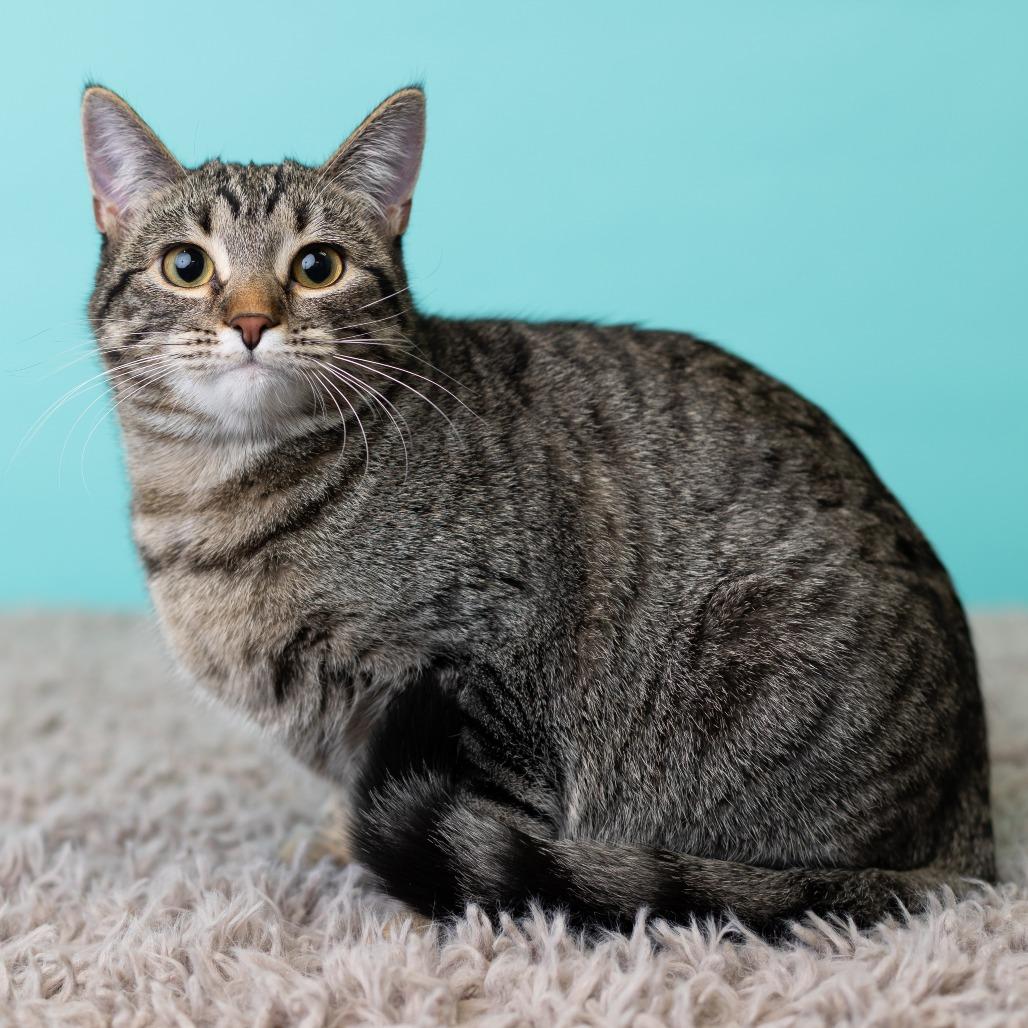 Enlarge Megan Morgan, a Adoptable Domestic Short Hair in St. Paul, MN image 3/6