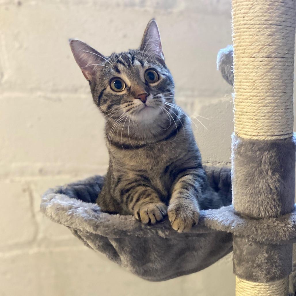 Enlarge Megan Morgan, a Adoptable Domestic Short Hair in St. Paul, MN image 4/6