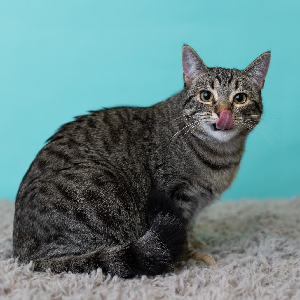 Enlarge Megan Morgan, a Adoptable Domestic Short Hair in St. Paul, MN image 5/6