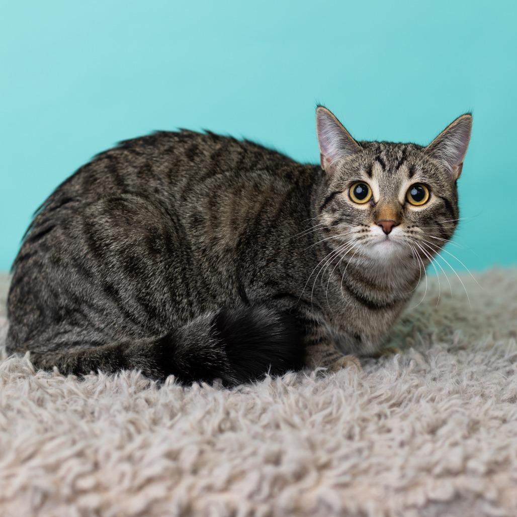 Enlarge Megan Morgan, a Adoptable Domestic Short Hair in St. Paul, MN image 6/6