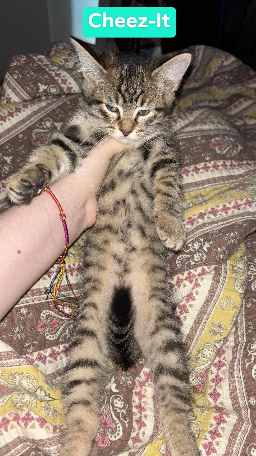 Cheez-It, Baby Male Domestic Short Hair