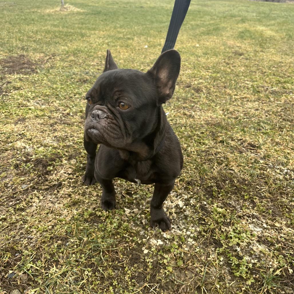 Hattie, a Adoptable French Bulldog in Cashmere, WA image 1/4
