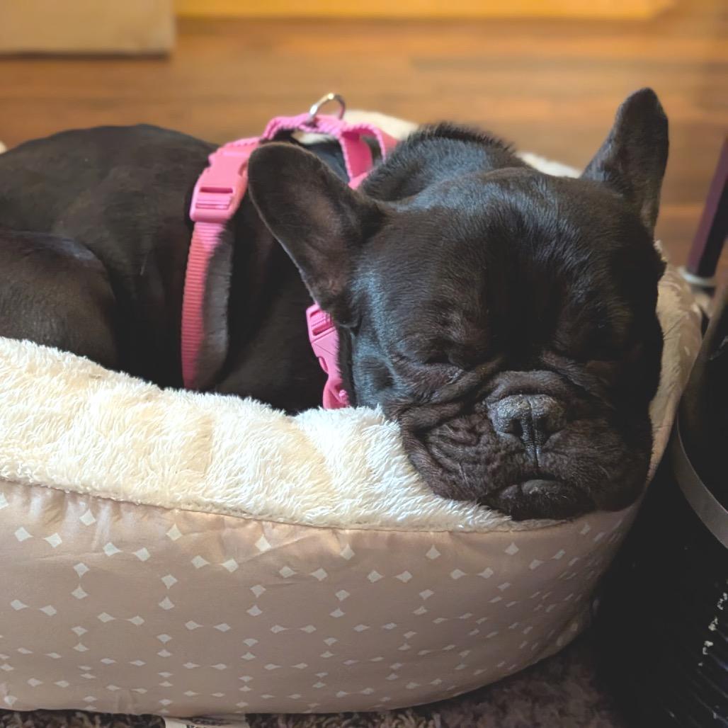 Hattie, a Adoptable French Bulldog in Cashmere, WA image 2/4