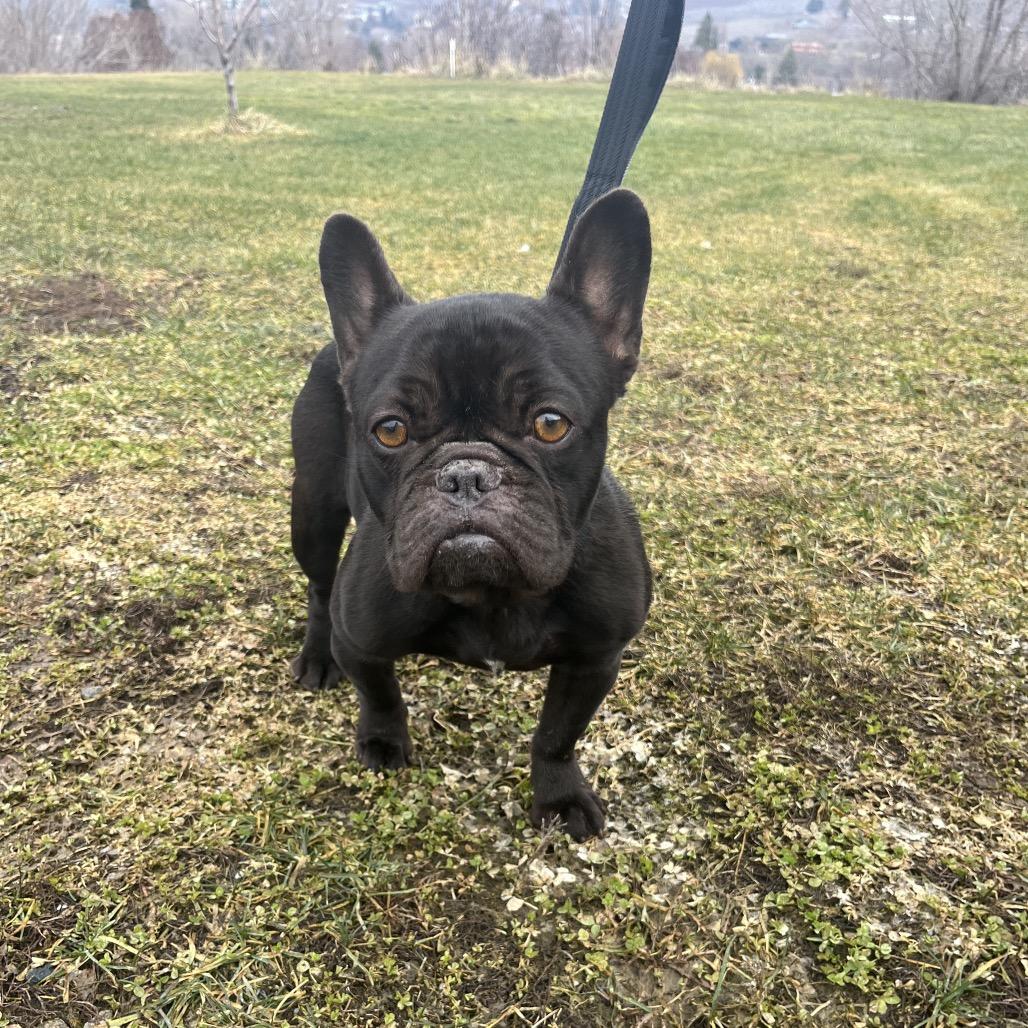 Hattie, a Adoptable French Bulldog in Cashmere, WA image 3/4