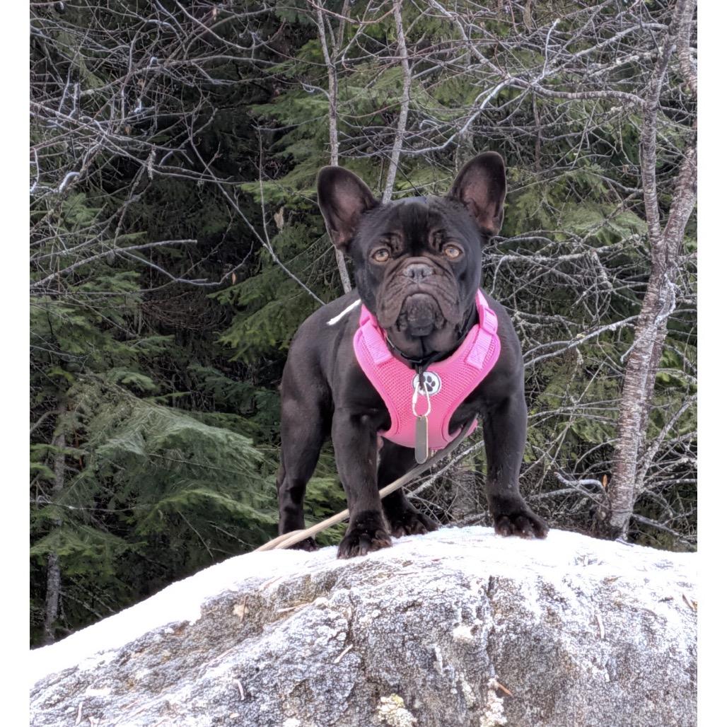 Hattie, a Adoptable French Bulldog in Cashmere, WA image 4/4