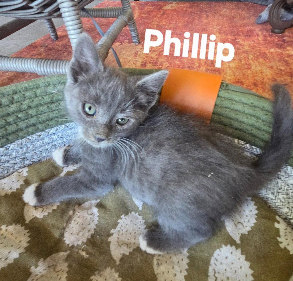 Phillip, Adoptable, Kitten Male Domestic Short Hair.