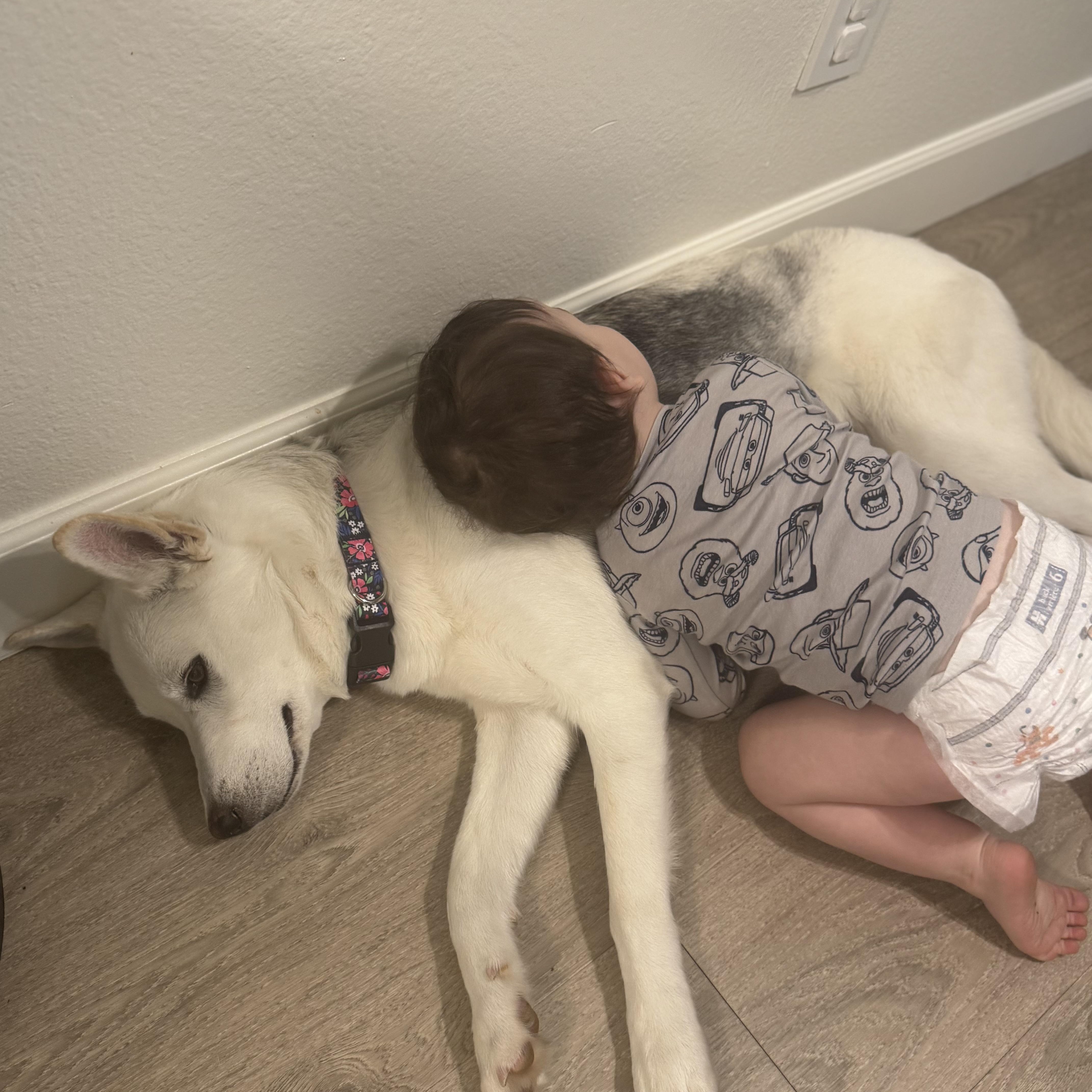 Riley, Adoptable, Puppy Female Canaan Dog & Kishu.