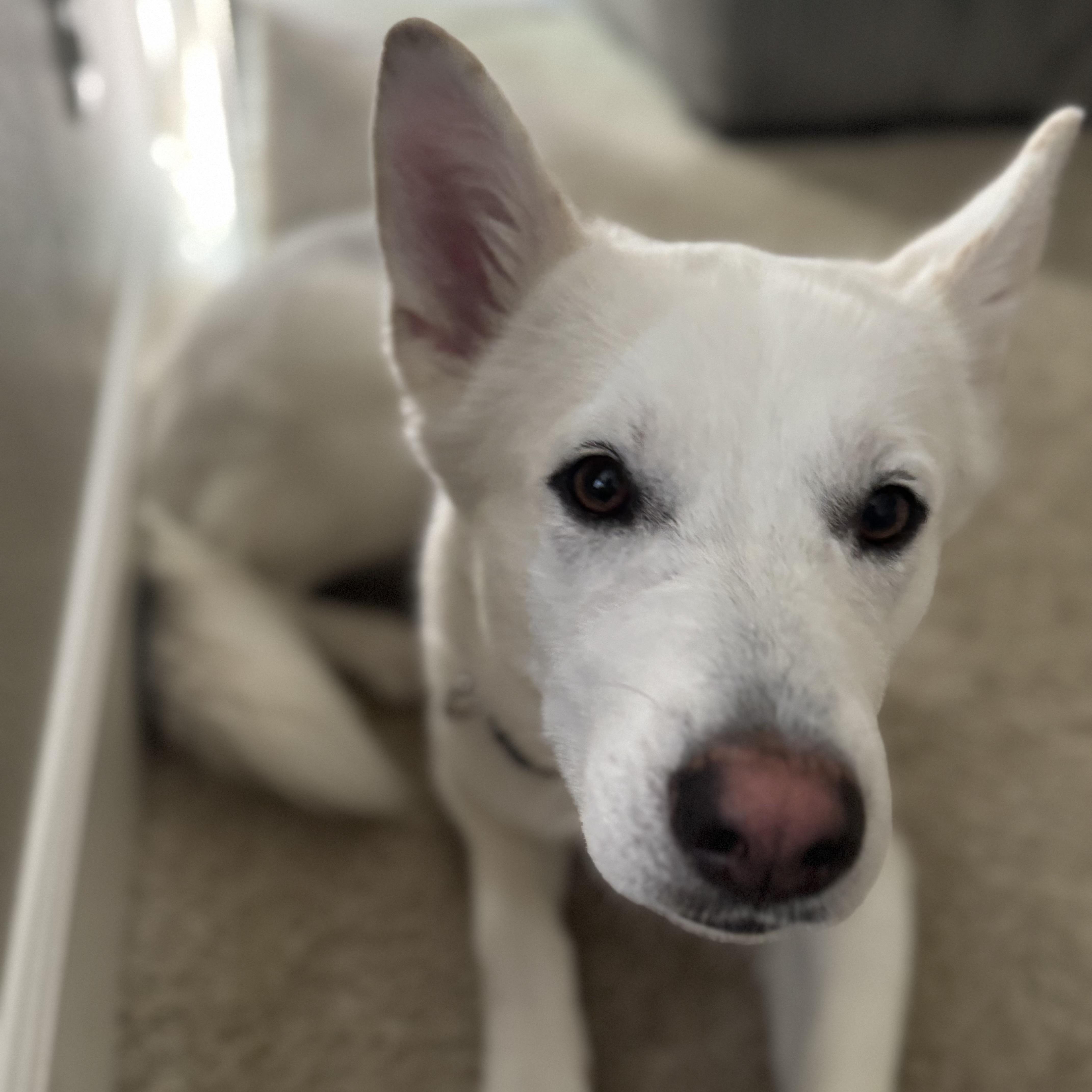 Enlarge Riley, a Adoptable mixed breed in Torrance, CA image 1/6