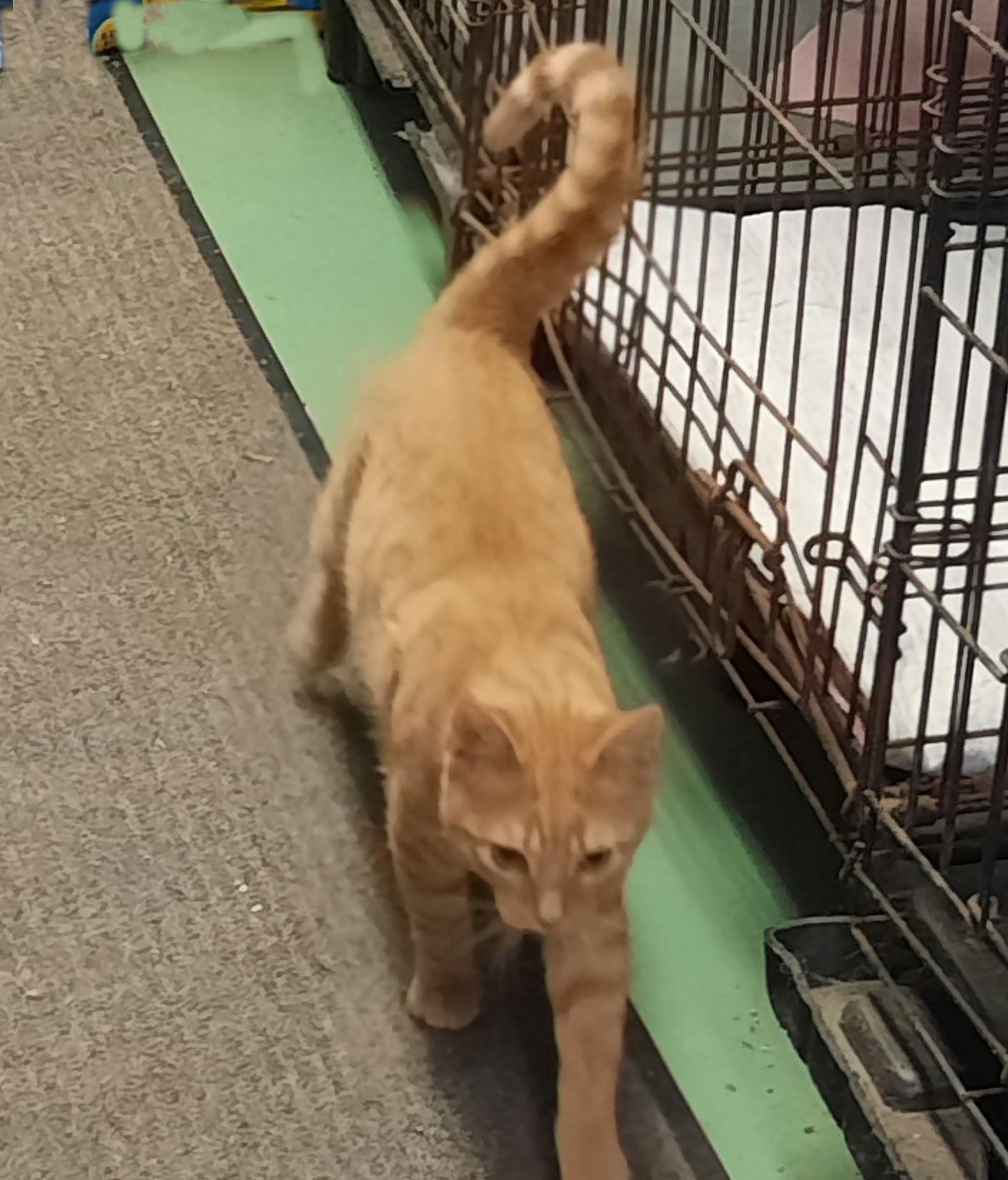 Robbie and Quincy, Adopted, Kitten Male Domestic Short Hair.