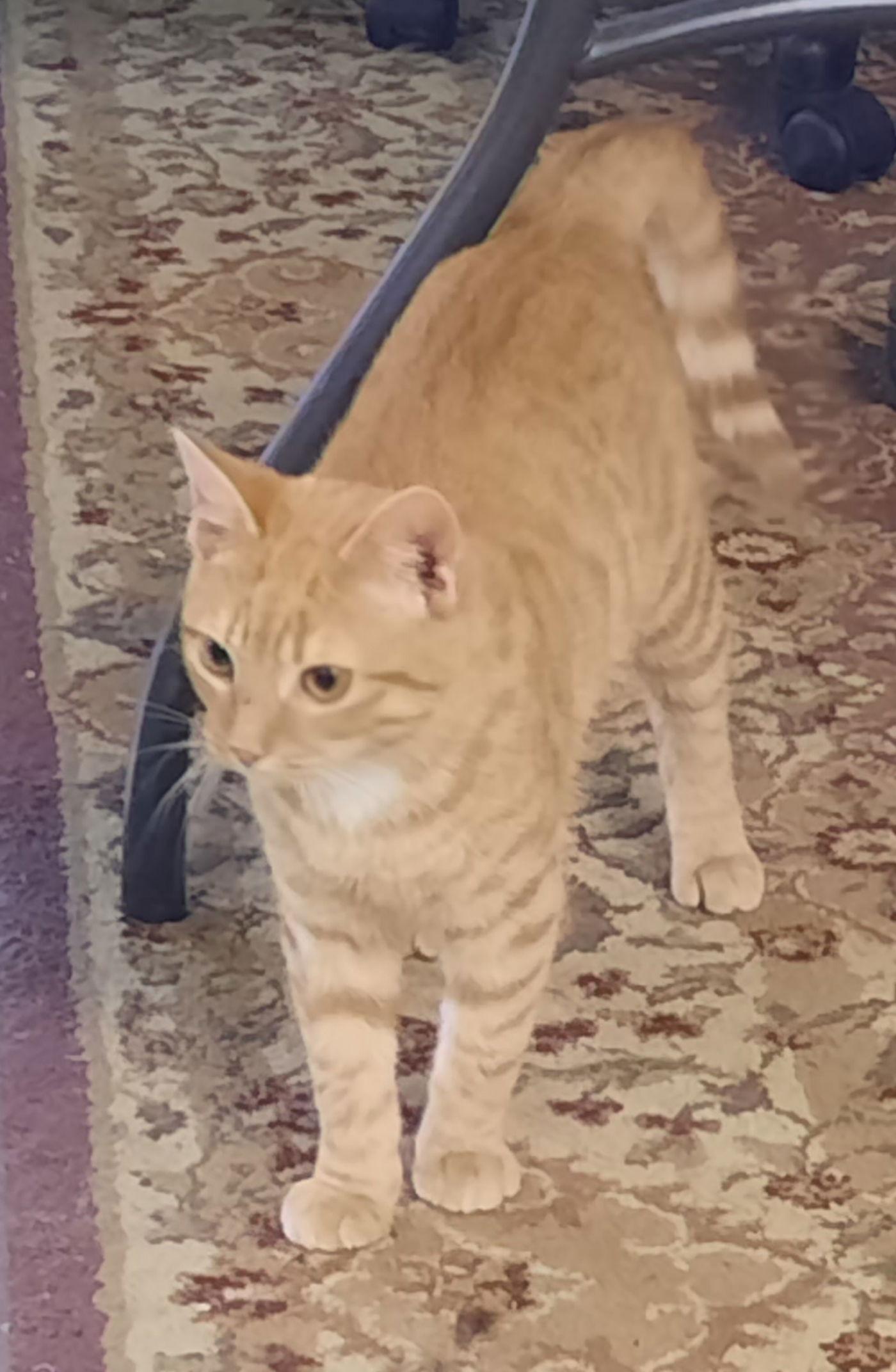 Enlarge Robbie and Quincy, a Adopted Domestic Short Hair in Mcconnelsville, OH image 2/3