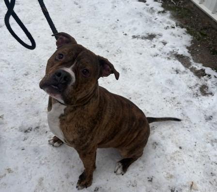 Hagrid, Adoptable, Adult Male Pit Bull Terrier.