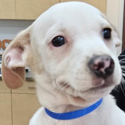 Dalinar, Adoptable, Puppy Male Mixed Breed & Mixed Breed.