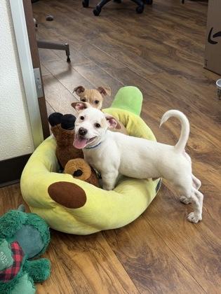 Enlarge Dalinar, a Adoptable mixed breed in Pleasanton, CA image 2/2