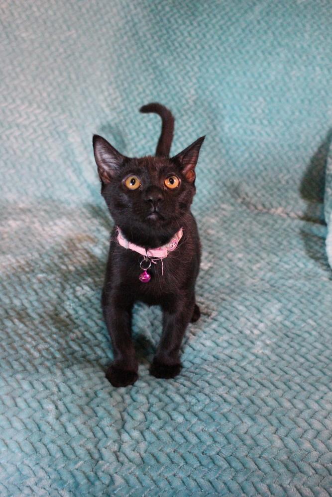 Snake, Adoptable, Adult Female Domestic Short Hair.